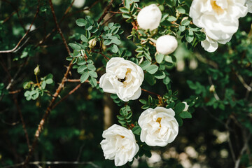 Obraz na płótnie Canvas bush of white spray wild rose with thorns, garden with flowers