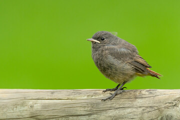 Black redstart (Phoenicurus ochruros) sitting on a plank. Detailed portrait of a juvenile brown songbird with orange tail with soft green background. Wildlife scene from nature. Czech Republic