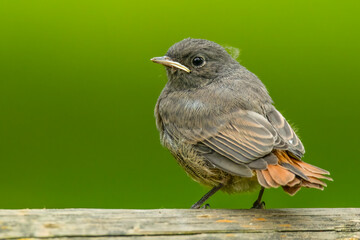 Black redstart (Phoenicurus ochruros) sitting on a plank. Detailed portrait of a juvenile brown songbird with orange tail with soft green background. Wildlife scene from nature. Czech Republic