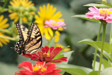 Female eastern tiger swallowtail butterfly (Papilio glaucus) nectaring on red flower (Zinnia elegans) with pink and yellow wildflowers in background