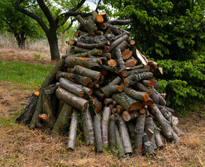 Mountain of firewood in the forest, mountain of firewood in the forest, mountain of chopped birch firewood, forest, firewood, spruce.