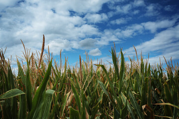 Obraz premium Campo di mais, piante fiorite sotto un cielo azzurro con nuvole