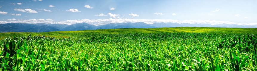 Fototapeta na wymiar Green cornfield with Fagaras mountains in the back, Romania