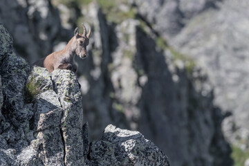 Comfortable position for the Alpine ibex (Capra ibex)