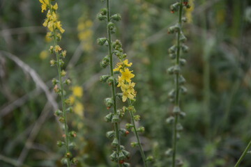 Common agrimony (Agrimonia eupatoria).Medicinal plant:Agrimonia eupatoria. Common agrimony