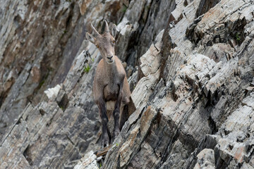 Alpine ibex female on the rocks (Capra ibex)
