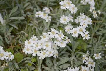 Closeup Achillea ageratifolia known as Balkan yarrow with blurred background in spring garden © agatchen