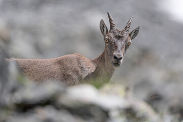 Naklejka na ściany i meble All the beauty of Alpine ibex female in summer season (Capra ibex)