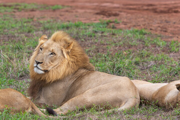 Male Lion in Hlane National Park, Lubombo Province, Eswatini, southern africa