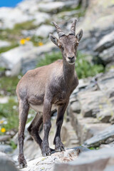 Naklejka na ściany i meble Wonderful portrait of Alpine ibex female at grazing (Capra ibex)