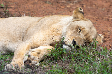 sleeping female Lion in Hlane National Park, Lubombo Province, Eswatini, southern africa