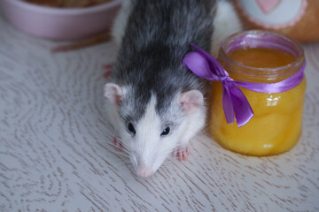 Black and white cute rat eating pancakes from a pink plate. A jar of yellow honey stands nearby. A lilac bow is tied to a glass container. The rat is well fed and happy.