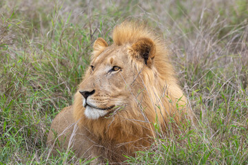 Male Lion in Hlane National Park, Lubombo Province, Eswatini, southern africa