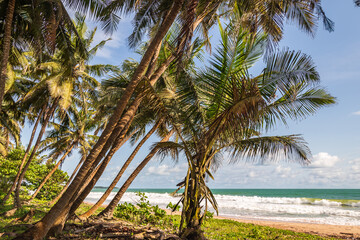 Fototapeta na wymiar View between palm trees and beach from the jungle between palm trees in Ghana West Africa