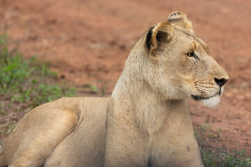Female Lion in Hlane National Park, Lubombo Province, Eswatini, southern africa
