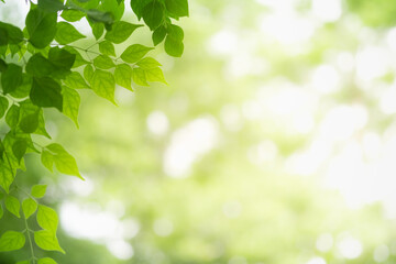 Concept nature view of green leaf on blurred greenery background in garden and sunlight with copy...