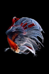 Betta Siamese fighting fish, Rhythmic of betta fish (Halfmoon red and purple) isolated on black background. Swimming and show an attractive body. Moving and dancing concept.