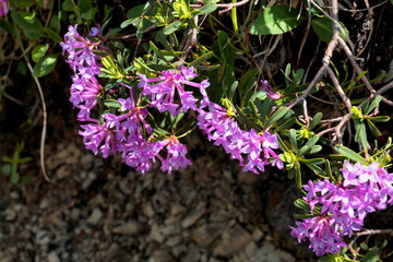 alpine rose in bloom