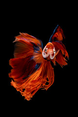 Betta Siamese fighting fish, Rhythmic of betta fish (Halfmoon red and blue) isolated on black background. Swimming and show an attractive body. Moving and dancing concept.