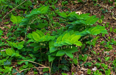 Close up of Eurasian solomon's seal (Polygonatum multiflorum)
