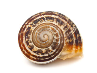 Gastropod shell isolated on white background