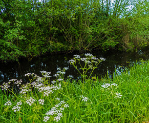 Close up of cow parsley (Anthriscus sylvestris)
