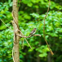 Close up of female European pied flycatcher (Ficedula hypoleuca)
