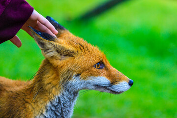 Red fox, Vulpes vulpes, in fresh spring rain.