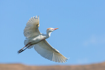 Flying Cattle Egret close to Clarens, Freestate, South Africa
