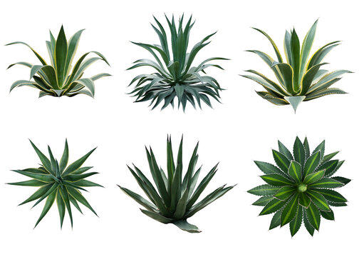 Set of agave plants isolated on white background with clipping path. Tropical plant with sharp thorns. Side view and top view.