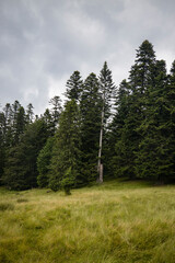 Beautiful landscape with pine forest in the mountains and clouds