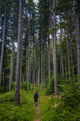 tourist route through a forest of old pines