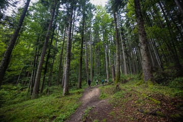 tourist route through a forest of old pines