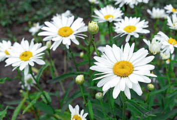 Fototapeta premium Blooming white chamomiles in the summer garden.
