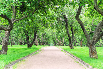 Park path in the apple orchard. Garden alley with a perspective receding into the distance.