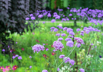 Blooming purple flowers of verbena bonariensis in the summer garden.