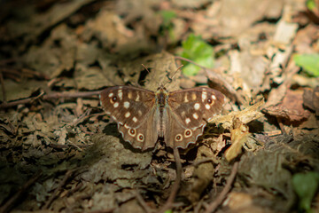 Small butterfly sits on dry autumnal foliage