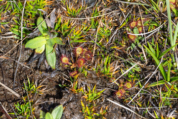 Drosera collinsiae close to Harrismith, Freestate, South Africa
