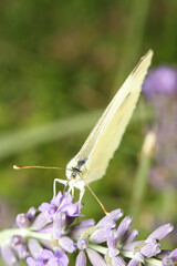 butterfly on a flower