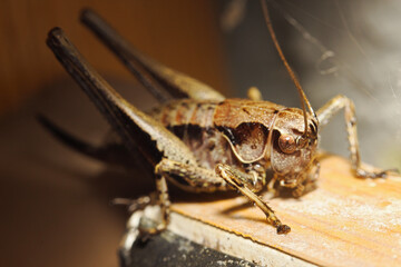 close up of a grasshopper