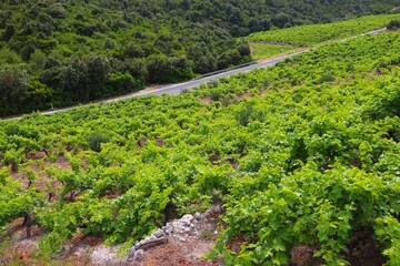 Fototapeta na wymiar Croatia wine making region - Peljesac