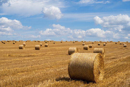 Agriculture field with hay bales. Rural nature in the farm land.