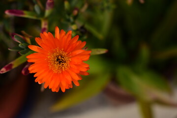 Beautiful flowers in the light of the midday sun