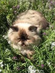 Cute fluffy persian cat in the grass meowing 
