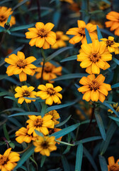 Yellow flowers in the garden