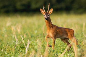 Naklejka na ściany i meble Dominant roe deer buck, capreolus capreolus, standing on stubble in summer nature. Magnificent wild animal looking on field in sunrise. Roebuck staring on meadow in morning sun.