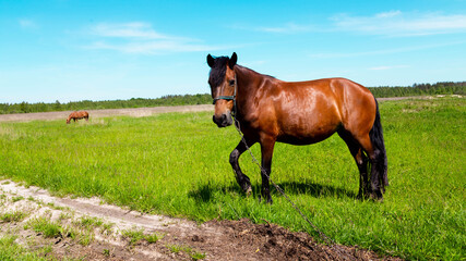 Fototapeta premium Brown horse portrait at the green grass field in summer. Dark, herbivore.