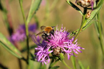 Bees collect honey
