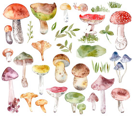 Watercolor illustrations of various mushrooms, autumn forest harvest, fungi on white background © ringele