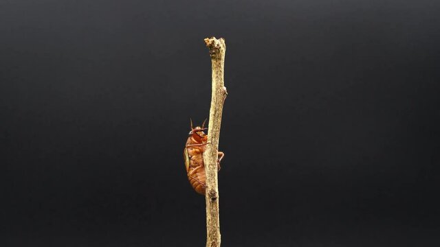 4k video of the emergence of cicadas